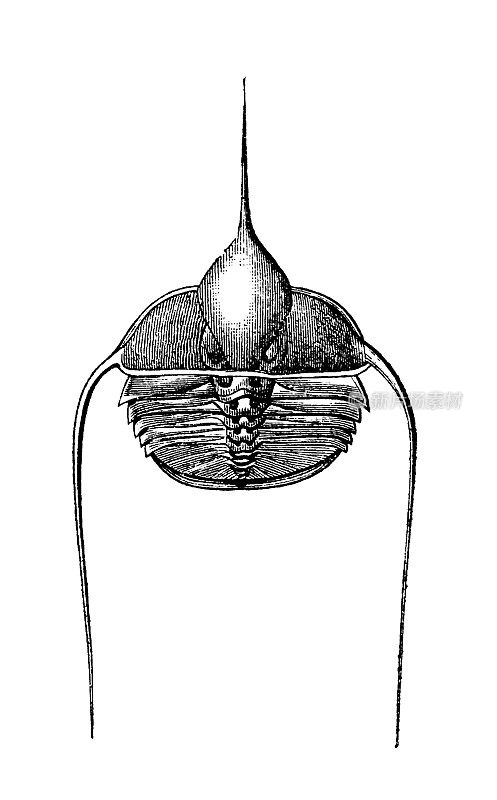 志留纪三叶虫Ampyx Ruaulti